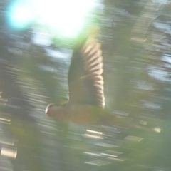 Myiopsitta monachus