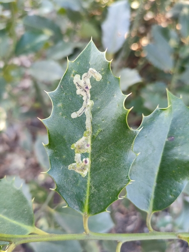 European Holly Leafminer