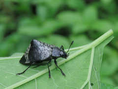 Cypherotylus tigrinus