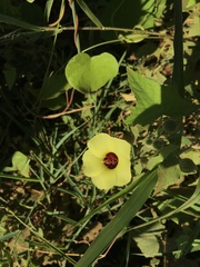 Pavonia cancellata