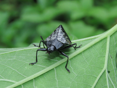 Cypherotylus tigrinus