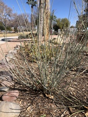 Asclepias subulata