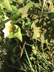 Pavonia cancellata