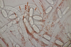 Sarcoscypha austriaca