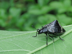 Cypherotylus tigrinus