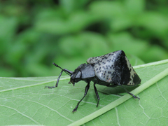 Cypherotylus tigrinus