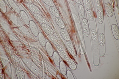 Sarcoscypha austriaca