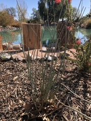 Asclepias subulata