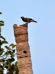 Acridotheres tristis