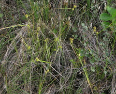 Carex viridula viridula