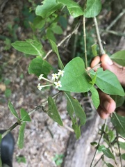 Chomelia obtusa