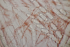 Sarcoscypha austriaca