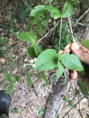Chomelia obtusa