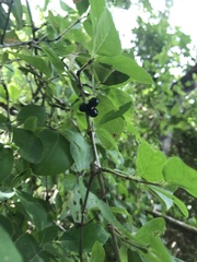 Chomelia obtusa