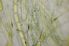 Sarcoscypha austriaca