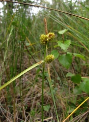Carex viridula viridula