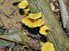 Marasmius rhyssophyllus