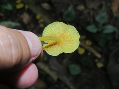 Marasmius rhyssophyllus