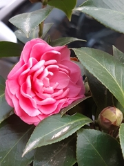 Camellia japonica