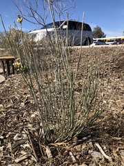 Asclepias subulata