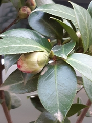 Camellia japonica
