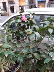 Camellia japonica