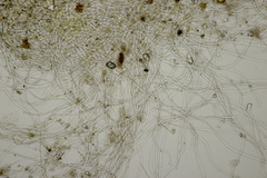 Sarcoscypha austriaca