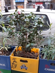 Camellia japonica