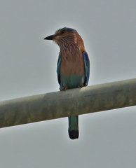 Coracias benghalensis