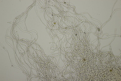 Sarcoscypha austriaca