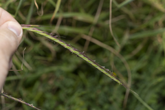 Andropogon distachyos
