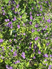 Lycianthes rantonnetii