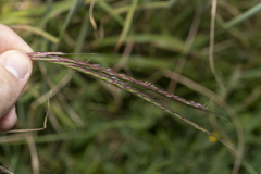 Andropogon distachyos
