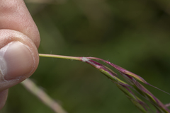Andropogon distachyos