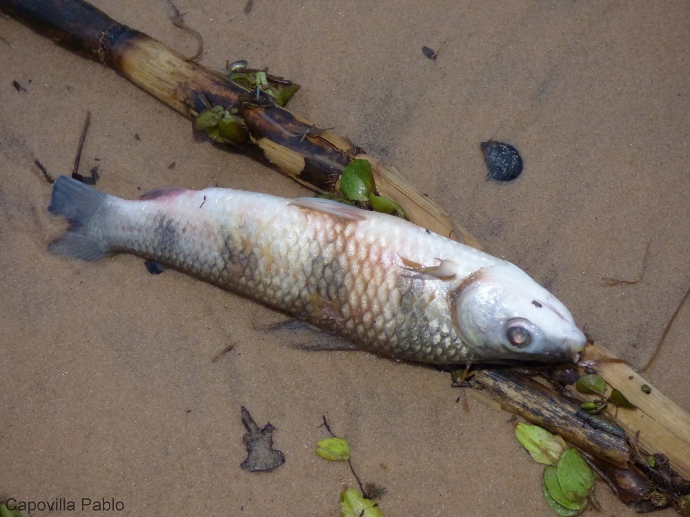 Schizodon borellii