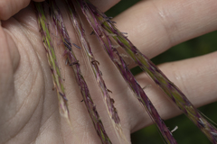 Andropogon distachyos