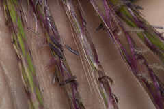 Andropogon distachyos