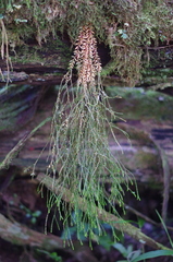 Phlegmariurus obtusifolius