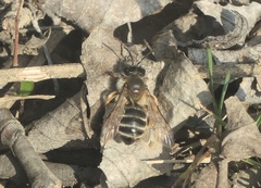Andrena gravida