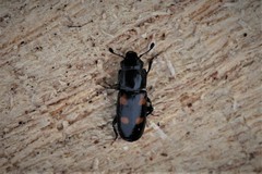 Glischrochilus quadripunctatus