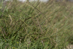 Andropogon distachyos