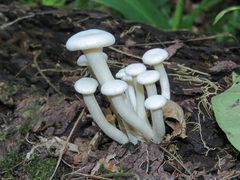 Lentinus concavus