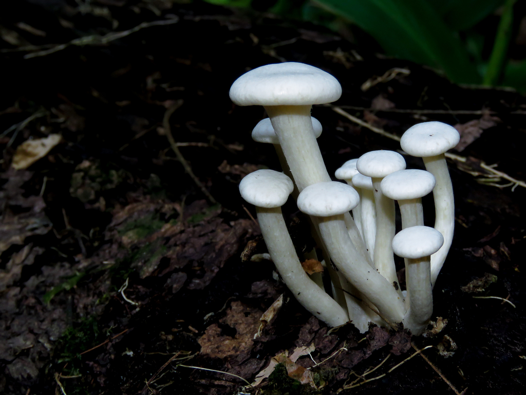 Lentinus concavus · February 2021 · photo: © diogoluiz (iNaturalist, cc-by)