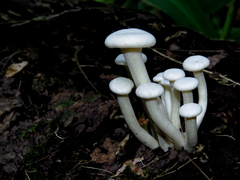 Lentinus concavus