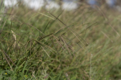 Andropogon distachyos