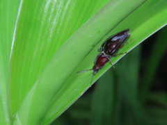 Lissomus punctulatus