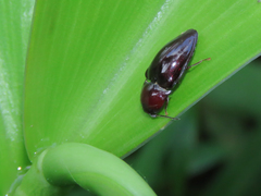Lissomus punctulatus
