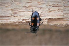 Glischrochilus quadripunctatus