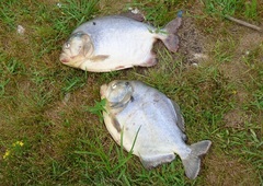 Pygocentrus nattereri