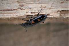 Glischrochilus quadripunctatus